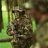Recon_sgt